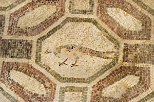 Birds And People Prints: Pheasant? mosaic Paphos in Cyprus, one of the strongholds of the Ptolemaic kings