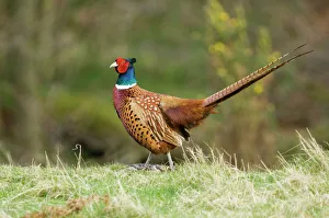 Pheasant Phasianus colchicus male Northumberland spring