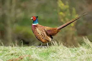 Pheasant Phasianu colchicus male Northumberland spring