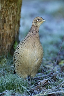 Pheasant Phasianus colchicus female on frosty morning Kent winter Pheasant Phasianus colchicus female on frosty morning Kent winter