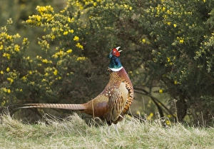 Pheasant Phasianus colchicus male Northumberland spring