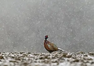 Snowing Prints: Pheasant Phasianus colchicus male in snow Norfolk winter
