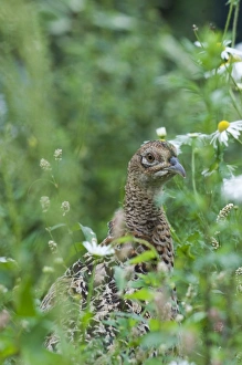 Gamebird Prints: Pheasant Phasianus colchius female Sussex summer