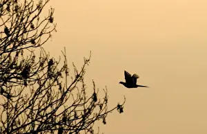 Pheasant Prints: Pheasant Phasianus colchius in flight at dusk Norfolk January