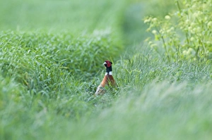 Pheasant Phasianus colchius male on edge of winter wheat crop Norfolk April Pheasant Phasianus colchius male on edge of winter wheat crop Norfolk April