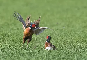 Aggression Prints: Pheasant Phasianus colchius males fighting Norfolk April