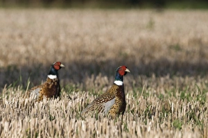 Pheasant Phasianus colchius in stubble field Norfolk January Pheasant Phasianus colchius in stubble field Norfolk January