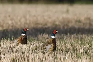 Pheasant Prints: Pheasant Phasianus colchius in stubble field Norfolk January