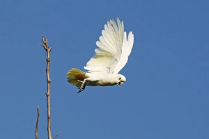 Philippine Cockatoo Cacatua haematuropygia Narra Palawan Philippines Philippine Cockatoo Cacatua haematuropygia Narra Palawan Philippines