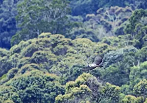 Philippines Prints: Philippine Eagle Pithecophaga jefferyi over forest on Mt Kitanglad Mindanao