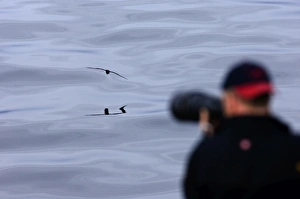 Photographer photographing Cape Petrel from Antarctic cruise ship Antarctica Photographer photographing Cape Petrel from Antarctic cruise ship Antarctica