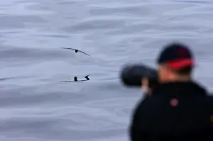 Photographer Prints: Photographer photographing Cape Petrel from Antarctic cruise ship Antarctica