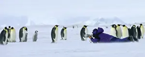 Photographing Emperor Penguins at the Dawson-Lambton Glacoier Weddell Sea Antarctica