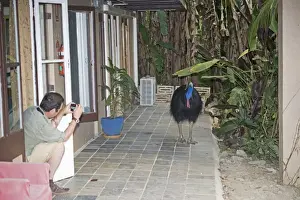 Cassowary Prints: Photographing an inquisitive Southern Cassowary Casaurius casaurius Cassowary House