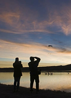 Photographing Sandhill Cranes Grus canadensis arriving on roosting pond Bosque del Photographing Sandhill Cranes Grus canadensis arriving on roosting pond Bosque del