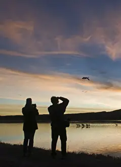 People Prints: Photographing Sandhill Cranes Grus canadensis arriving on roosting pond Bosque del