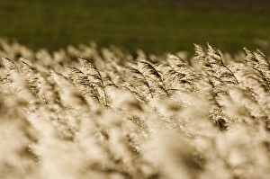 Phragmites reedbed Titchwell RSPB Reserve North Norfolk UK winter Phragmites reedbed Titchwell RSPB Reserve North Norfolk UK winter
