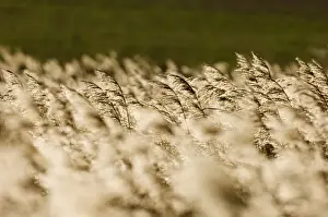 Images Dated 2006: Phragmites reedbed Titchwell RSPB Reserve North Norfolk UK winter