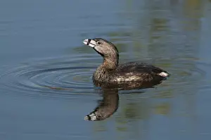 Everglades Prints: Pied-billed Grebe Podilymbus podiceps Florida Everglades USA