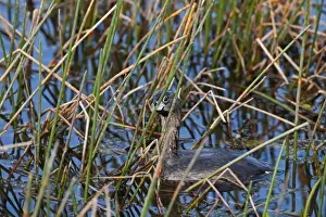 : Pied-billed Grebe Podilymbus podiceps Florida Everglades USA