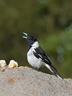 Pied Butcherbird Cracticus nigrogularis Queensland Australia