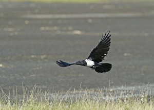 Kenya Prints: Pied Crow Corvus albus Lake Nakuru Kenya
