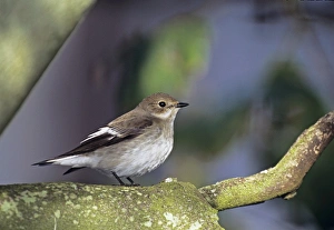 Autumn Prints: Pied Flycatcher, Ficedula hypoleuca, autumn migrant, UK, October Holy Island, Oct 2003)