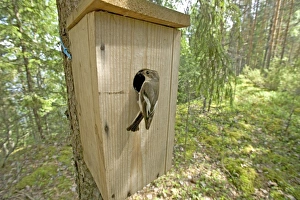 Flycatcher Prints: Pied Flycatcher at nest box