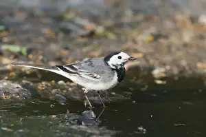 Drinking Prints: Pied Wagtail Motacilla alba female at puddle Norfolk April