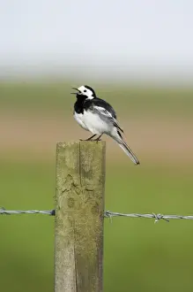 Sing Prints: Pied Wagtail Motacilla alba male in song Norfolk spring