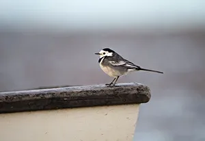 Pied Wagtail Motacilla alba male in winter plumage Norfolk December Pied Wagtail Motacilla alba male in winter plumage Norfolk December