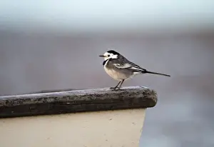 Trending: Pied Wagtail Motacilla alba male in winter plumage Norfolk December