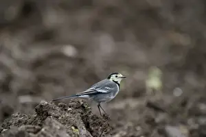 Wagtail Prints: Pied Wagtail Motacilla alba winter adult Norfolk December