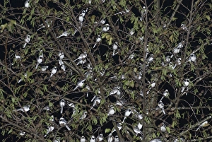 Pied Wagtails Motacilla alba roosting in tree in shopping centre Kent December Pied Wagtails Motacilla alba roosting in tree in shopping centre Kent December