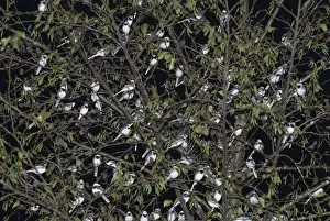 Roost Prints: Pied Wagtails Motacilla alba roosting in tree in shopping centre Kent December