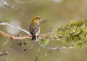 Pine Grosbeak Pinicola enucleator female or 1st w male in forest Finnish Lapland March Pine Grosbeak Pinicola enucleator female or 1st w male in forest Finnish Lapland March