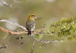 Pine Grosbeak Pinicola enucleator female or 1st w male in forest Finnish Lapland March