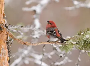 Pine Grosbeak Pinicola enucleator male in forest Finnish Lapland March