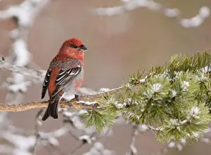 Male Prints: Pine Grosbeak Pinicola enucleator male in forest Finnish Lapland March