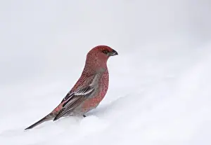 Grosbeak Prints: Pine Grosbeak Pinicola enucleator male in snow Northern Finland March