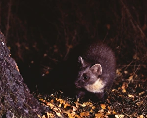 Pine Marten, Martes martes, Speyside Scotland, October