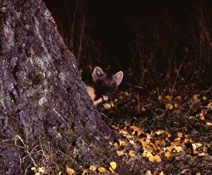 Speyside Prints: Pine Marten, Martes martes, Speyside Scotland, October