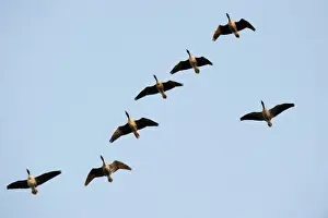 Holkham Prints: Pink-footed Geese Anser brachrynchus Holkham Norfolk winter