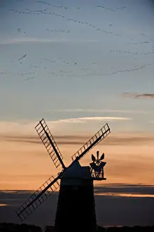 Pink footed Geese Anser brachyrhynchos skeins flying to roost at dusk over windmill