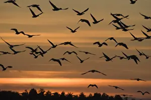 Pink-footed Geese Anser brachyrhynchus at dawn Norfolk