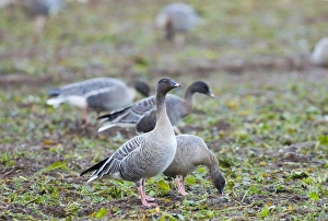 Pink-footed Goose Anser brachyrhynchus North Norfolk winter