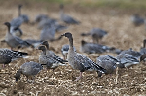 Pink-footed Geese Anser brachyrhynchus feeding in potato field Norfolk Pink-footed Geese Anser brachyrhynchus feeding in potato field Norfolk