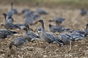 Geese Prints: Pink-footed Geese Anser brachyrhynchus feeding in potato field Norfolk