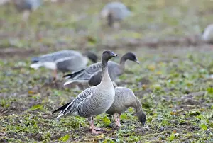 Pink-footed Geese Anser brachyrhynchus feeding on sugar beet tops North Norfolk winter