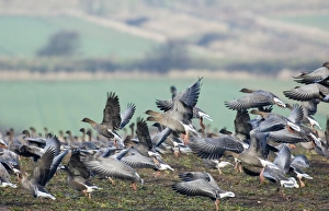 Pink-footed Geese Anser brachyrhynchus on field feeding on sugar beet tops North